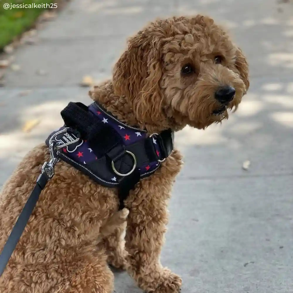 Joyride Harness - Patriotic Blue Joyride Basic Essential Dog Harness 1.0 - XL