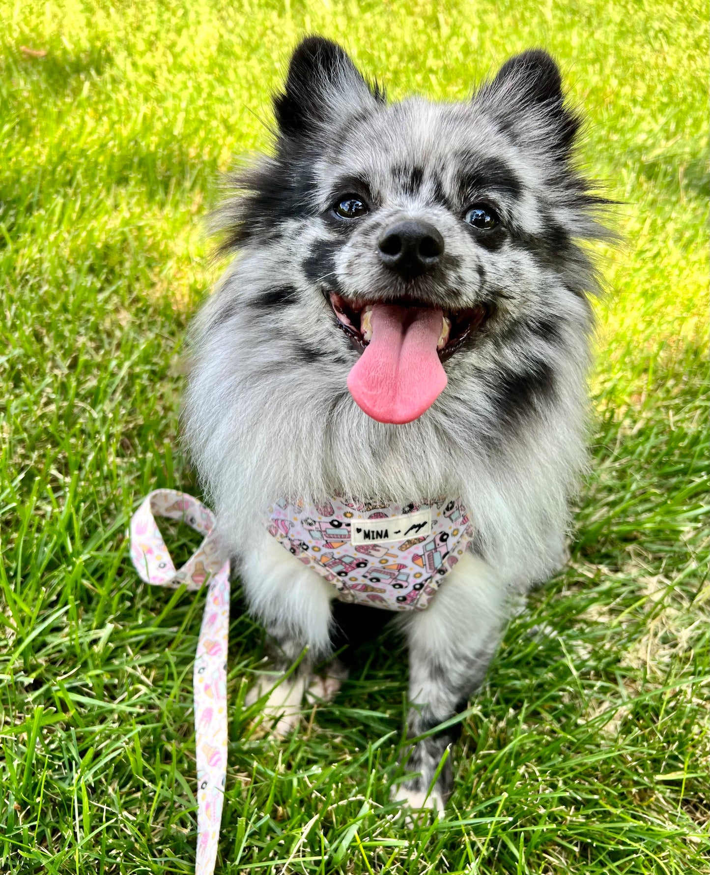 Mina + Pup - Ice Cream Dreams Adjustable Dog and Cat Harness
