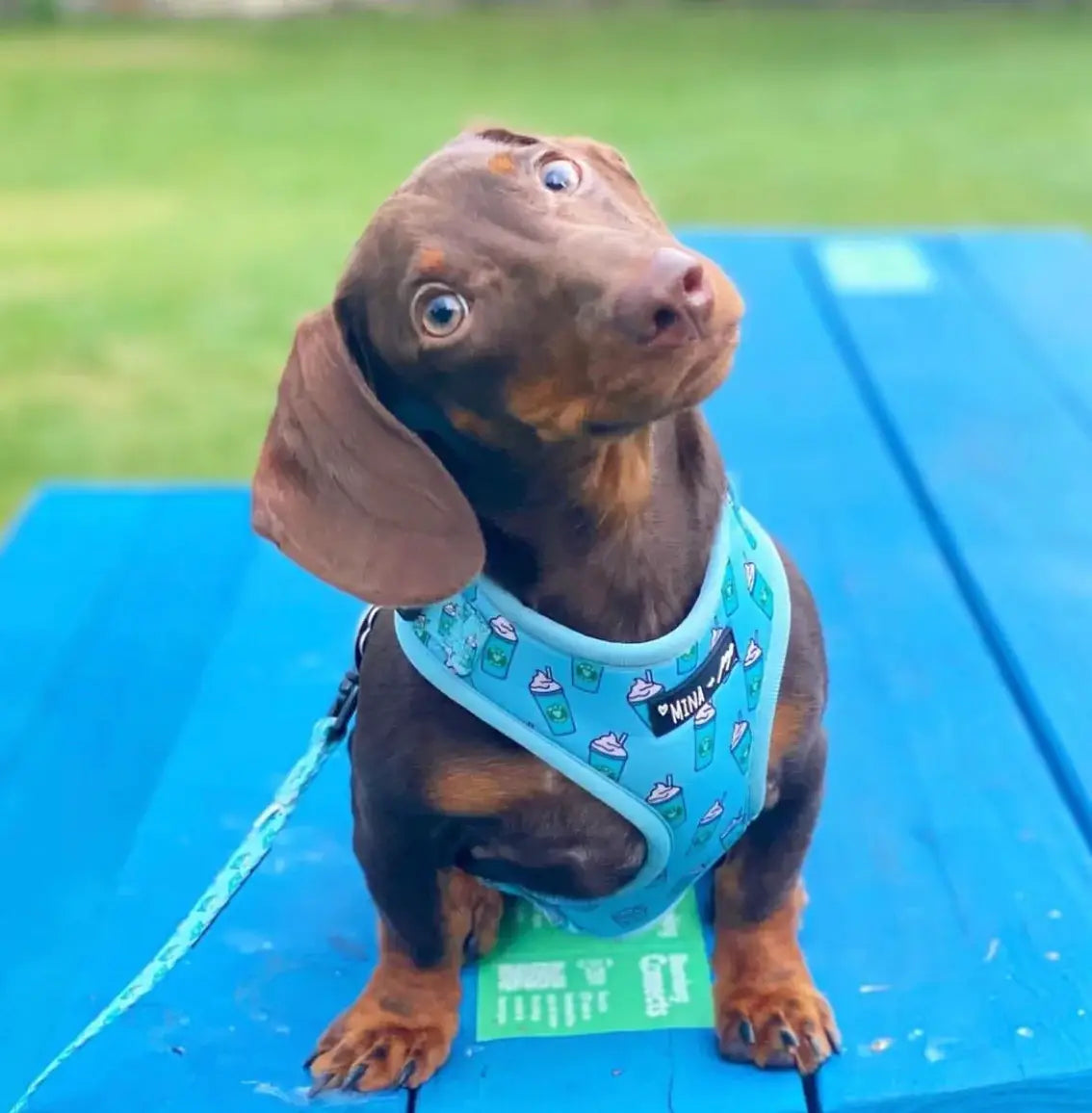 Mina + Pup - Blue Pupshake Adjustable Dog or Cat Harness