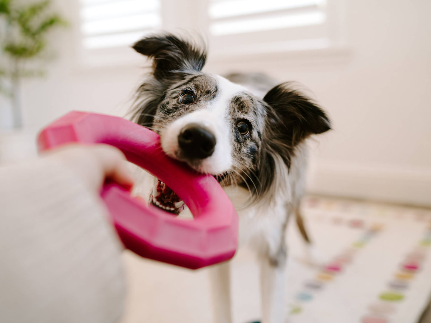 ZippyPaws - ZippyTuff+ Magenta Ring - Dog Toy