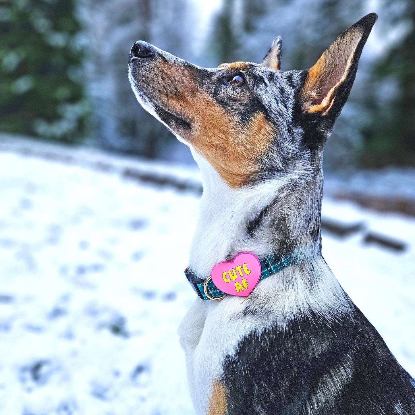 Jiby Dog Crew - Cute AF Dog Jiby - Pink