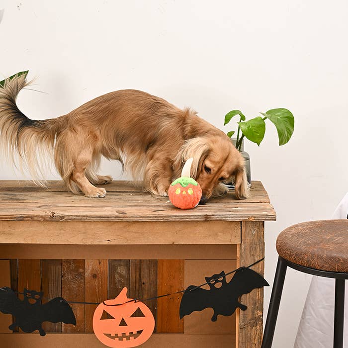 Hugsmart Products Inc - HugSmart Pet - Howloween Night | Candy Apple - Dog Ball Toy