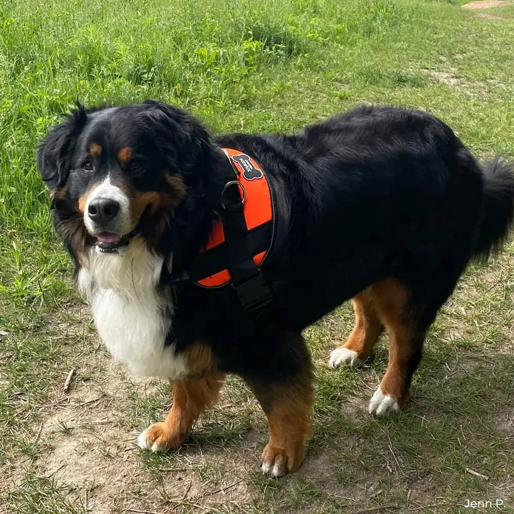 Joyride Harness - Joyride Basic Essential Dog Harness 1.0 - Purple Majesty / XS, XXL