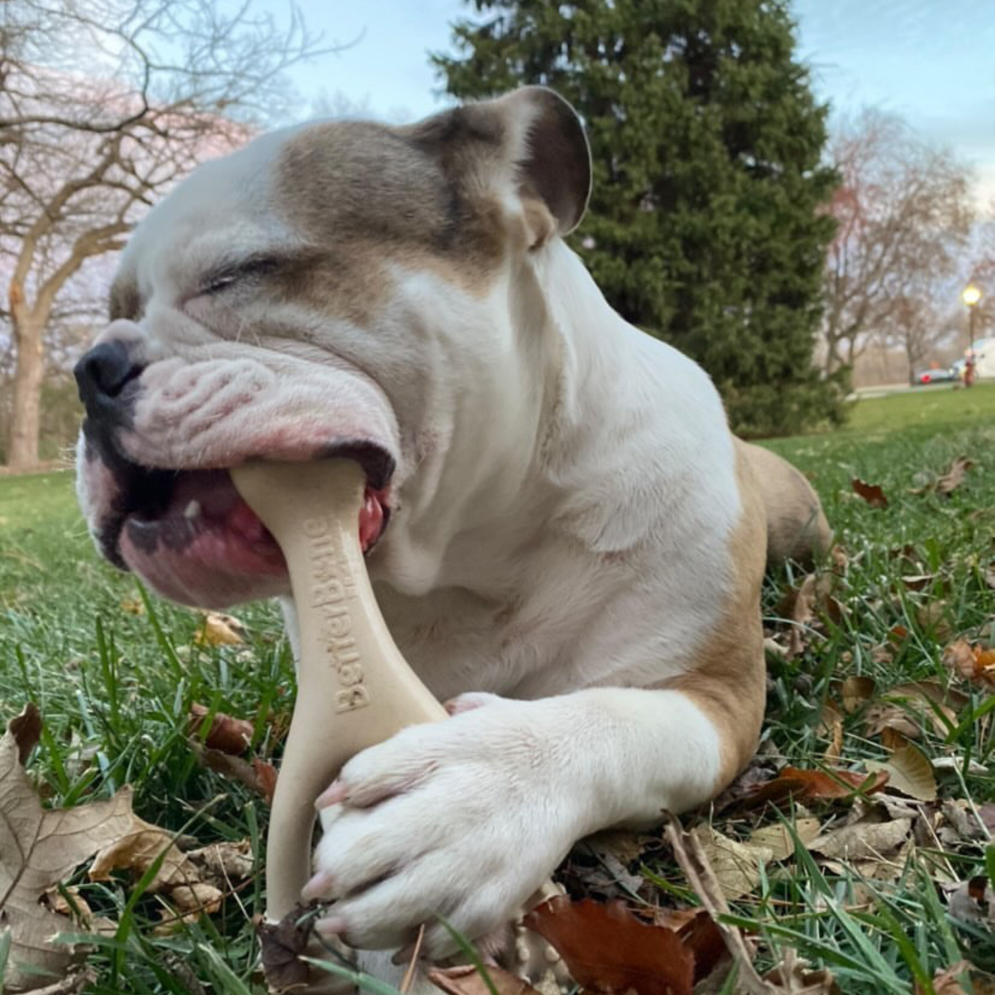 BetterBone Natural Dog Chews - BetterBone SOFT- All-Natural, Safer on Teeth, Sustainable - Beef / Small (dogs under 25 lbs)