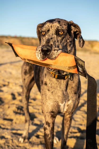 Katie's Bumpers - Best KB Big Tug Dog Tug Toy