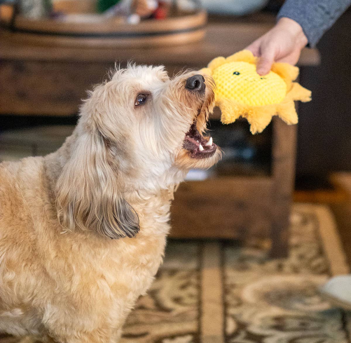 Pet Palette Distribution - ThoozyPet Sun Plush Dog Toy 8"