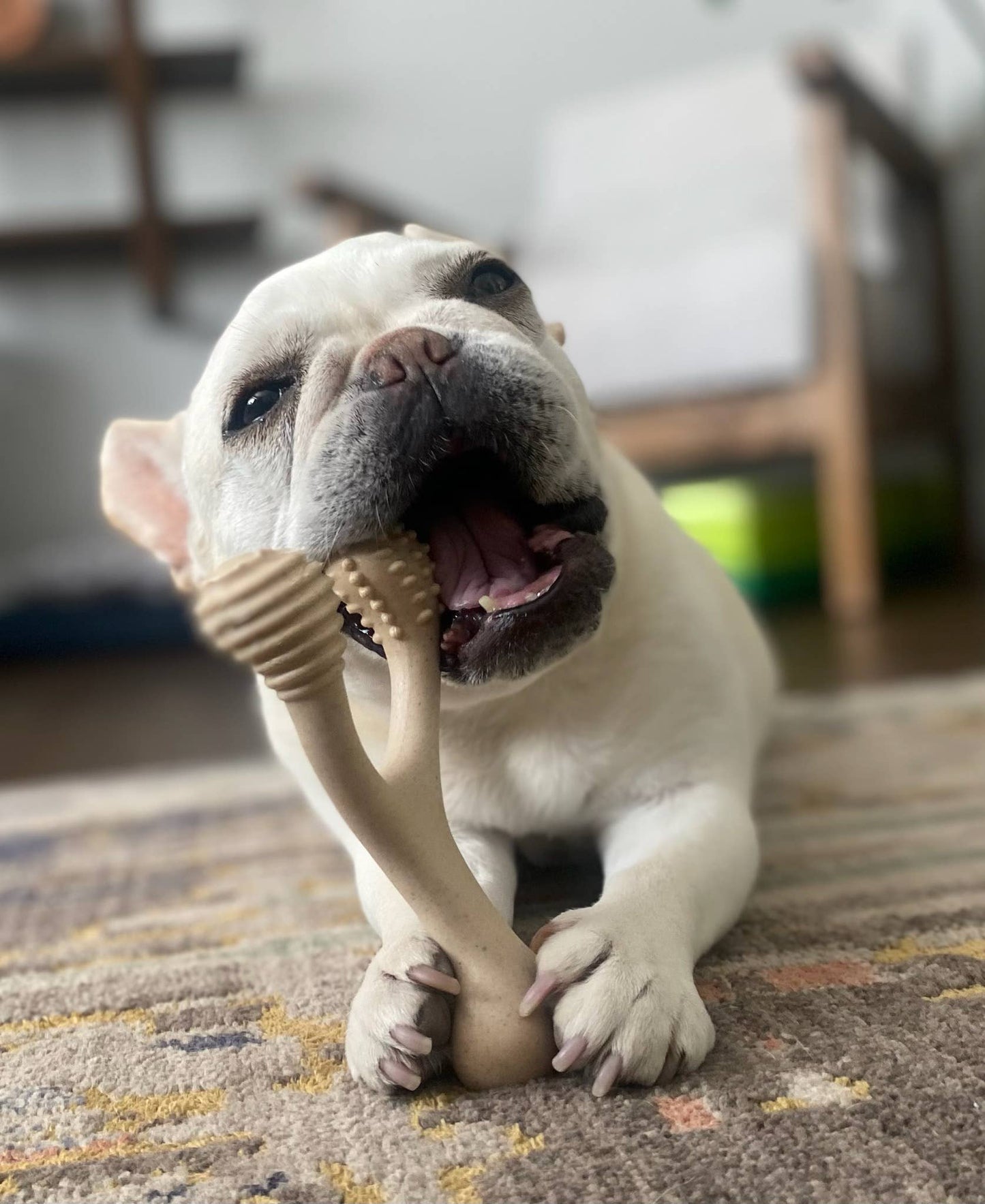 BetterBone Natural Dog Chews - BetterBone HARD -Durable, All-Natural, No Nylon, Sustainable - Beef / Small (dogs under 25 lbs)