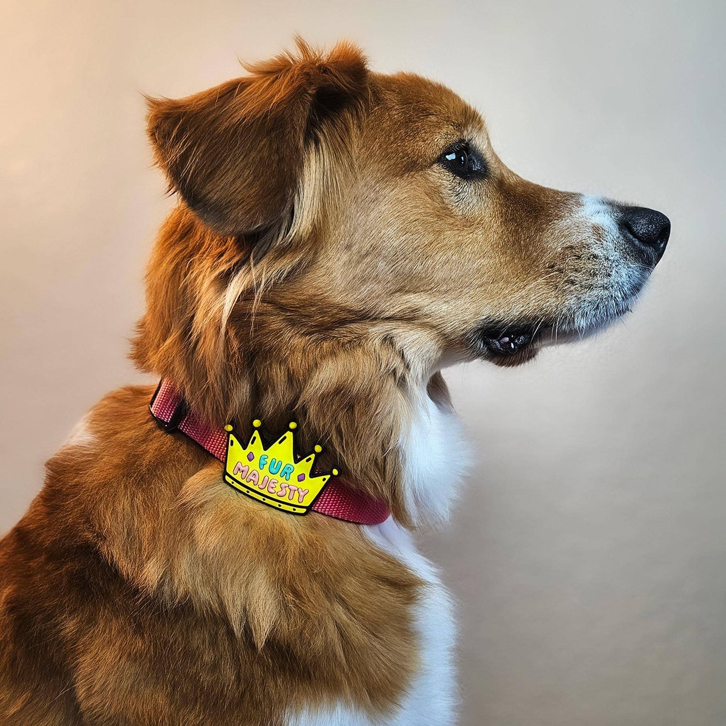 Jiby Dog Crew - Fur Majesty Dog Jiby