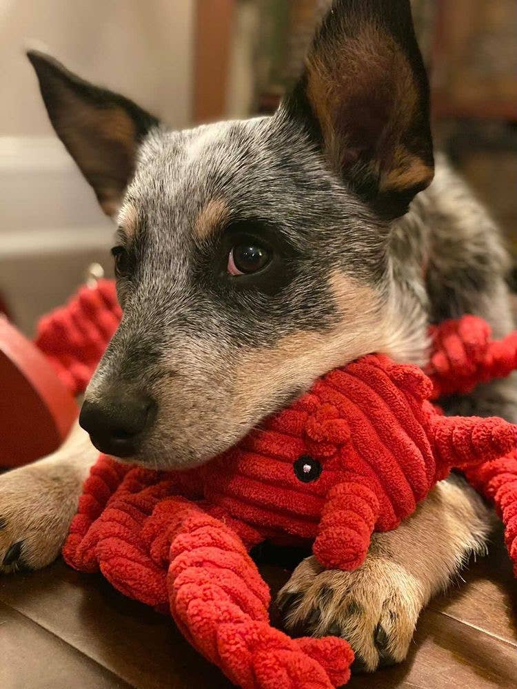 Tall Tails - Tall Tails Crunch Plush Lobster Dog Toy - 14"