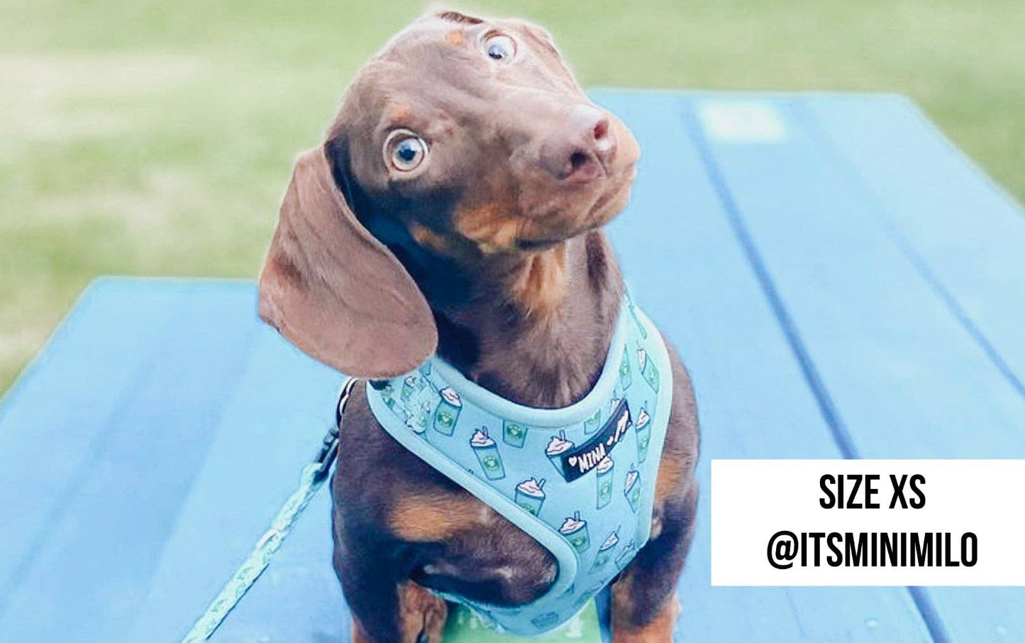 Mina + Pup - Blue Pupshake Adjustable Dog or Cat Harness
