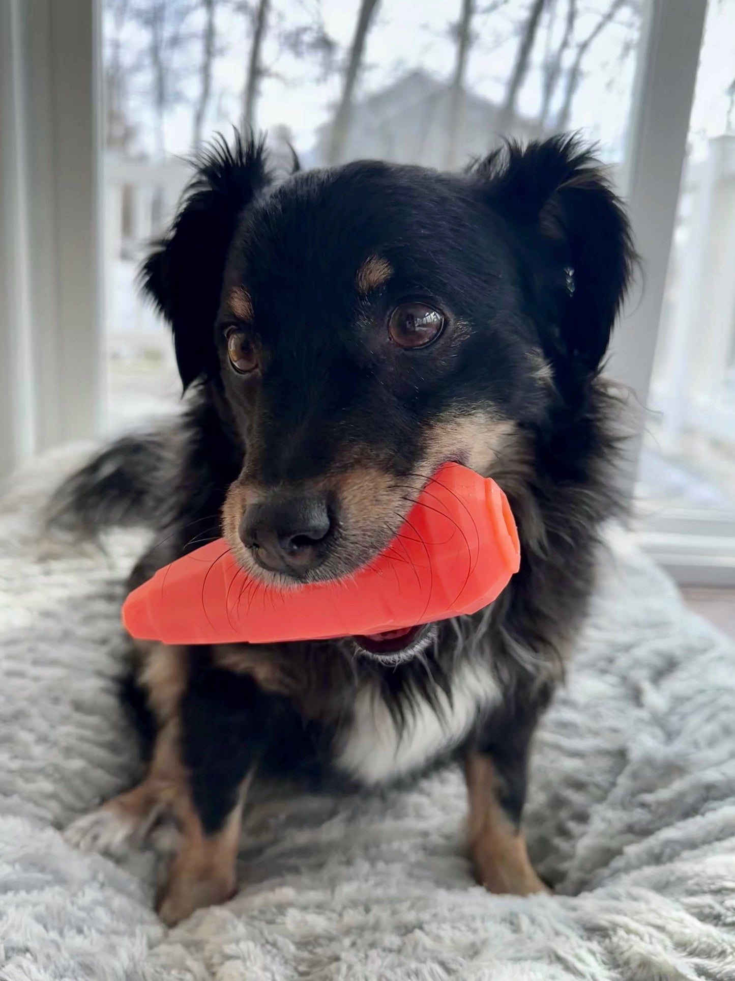 Spunky Pup - Treat Dispensing Fruits and Veggies - Carrot - Doot's Pet LLC Collars For A Cause