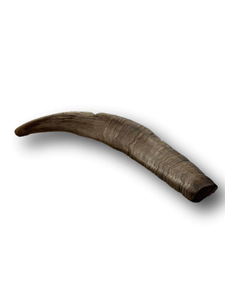 Doot's Chew Bar - Goat Horn Large 11"-13"
