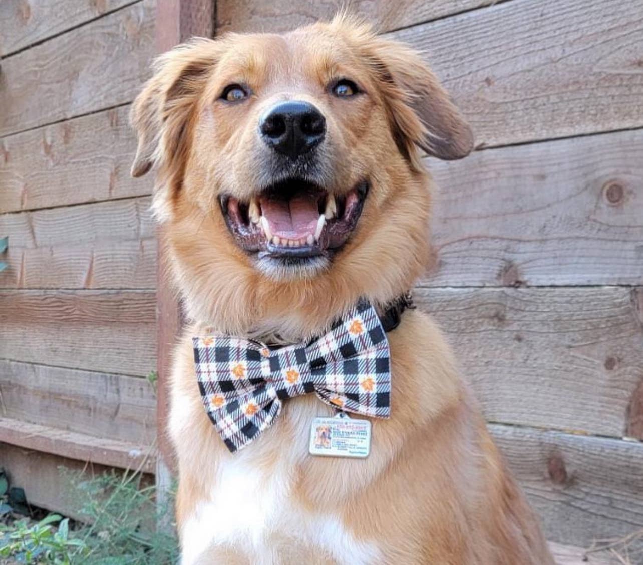 Baylor's Bow Ties - Squirrel Patrol Pet Bow Tie, Cute dog bow tie