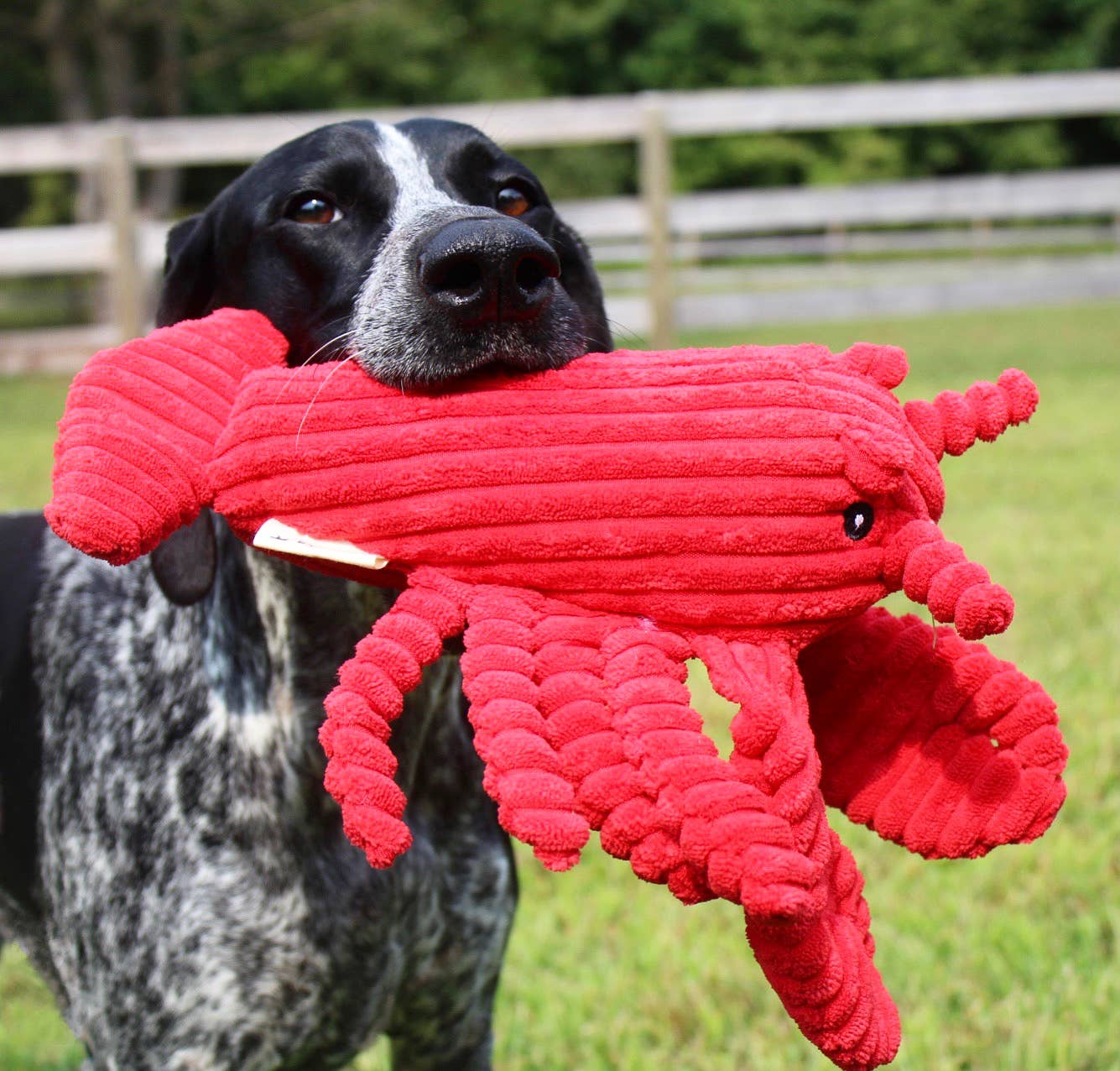 Tall Tails - Tall Tails Crunch Plush Lobster Dog Toy - 14"
