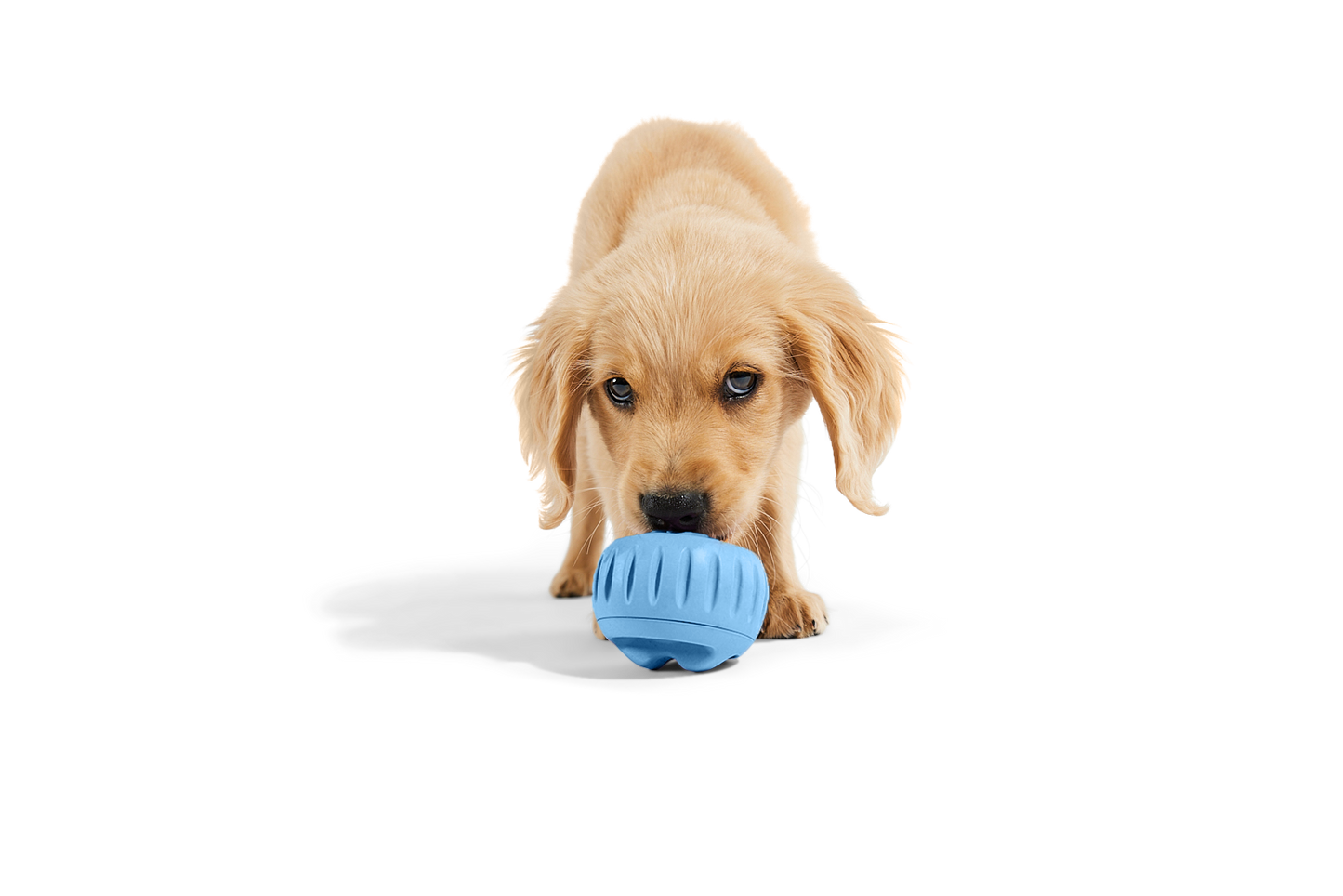 Woof - The Pupsicle - Wholesale Exclusive Color
