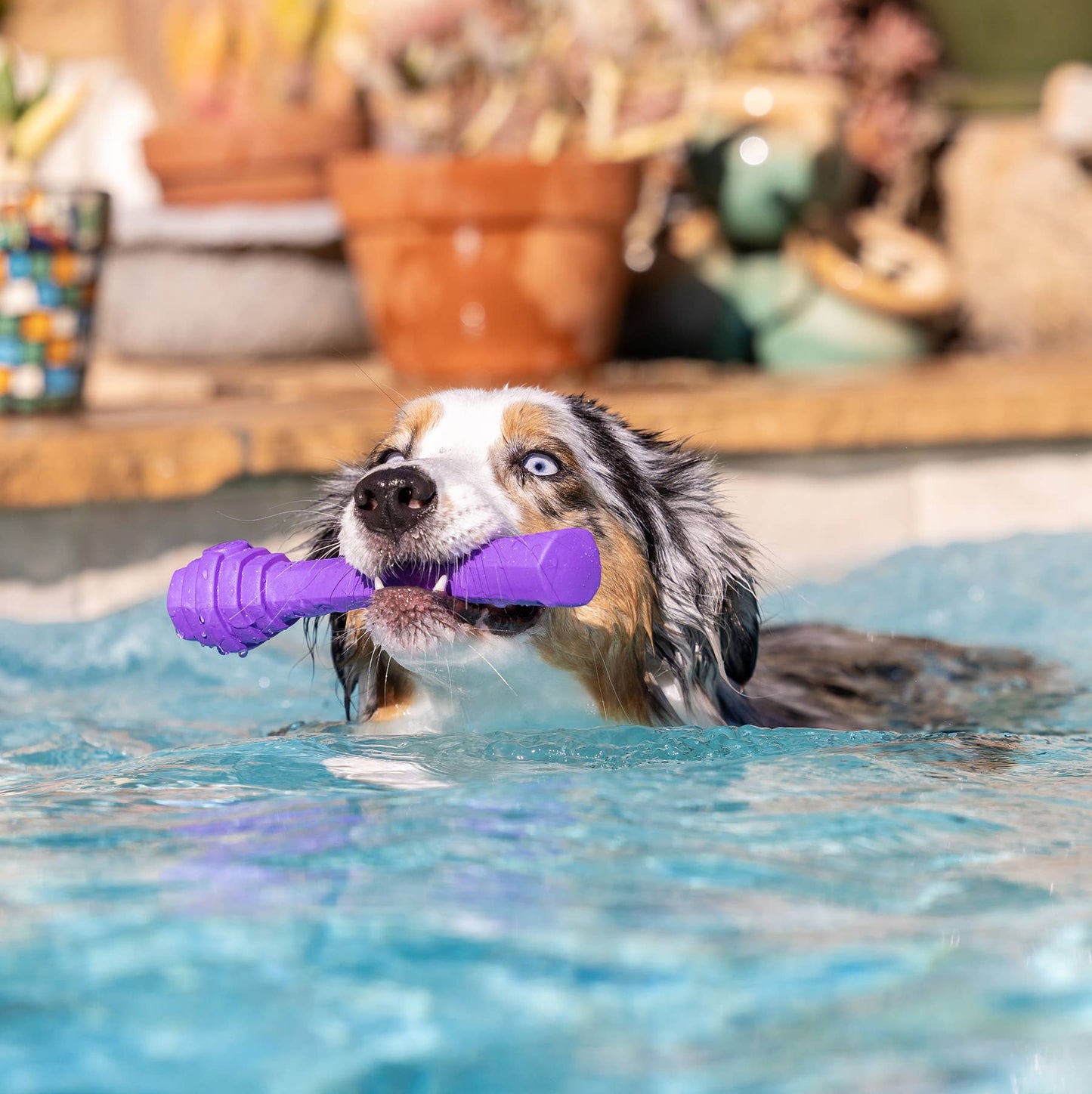 Project Hive Pet Company - Hive Fetch Stick