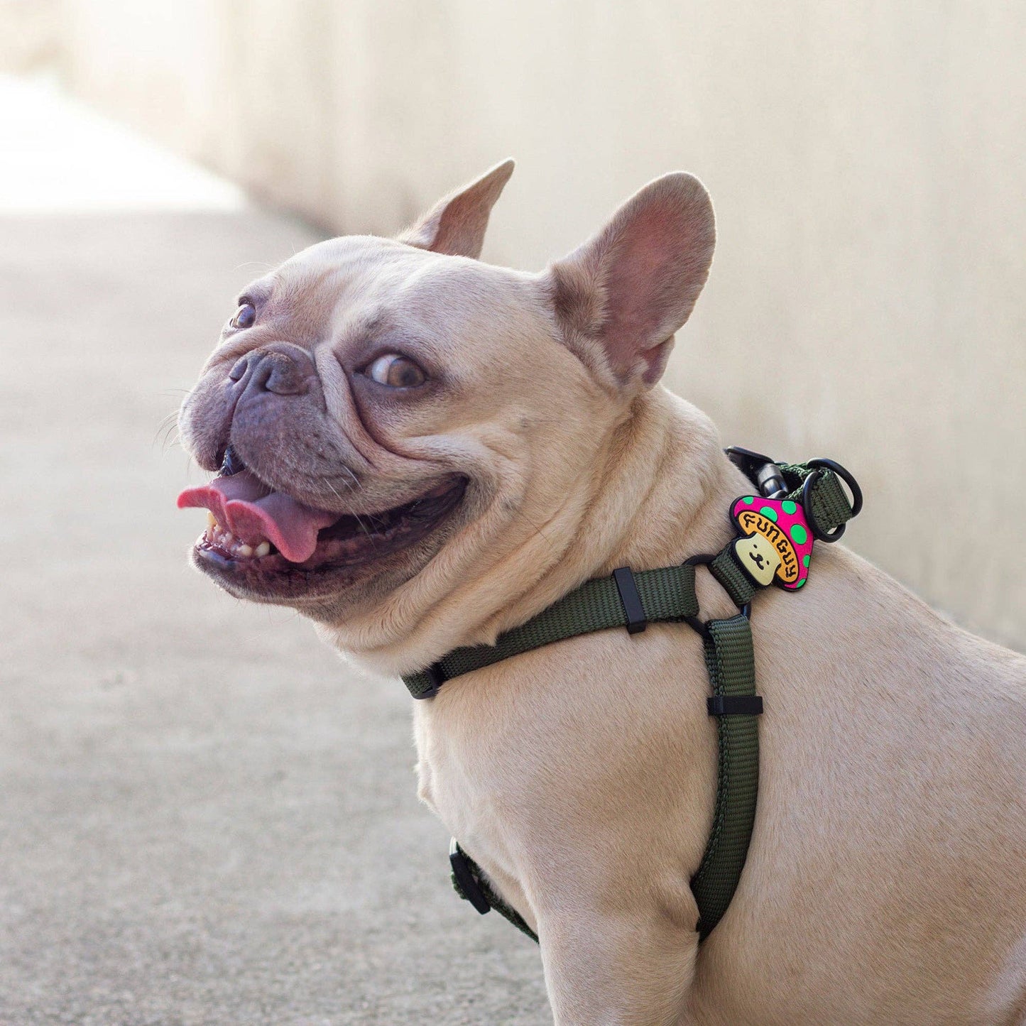 Jiby Dog Crew - Fun Guy Dog Jiby