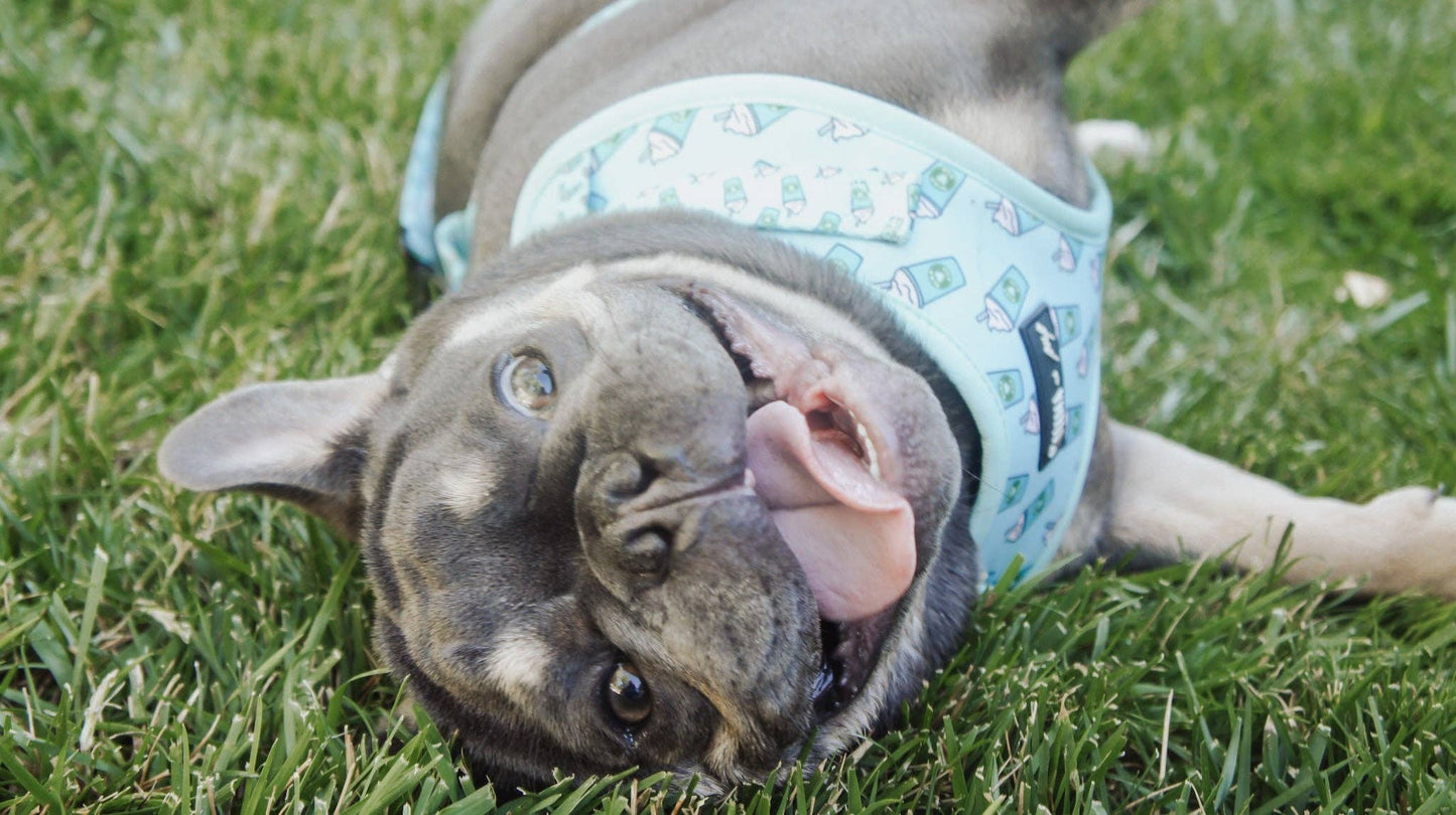 Mina + Pup - Blue Pupshake Adjustable Dog or Cat Harness