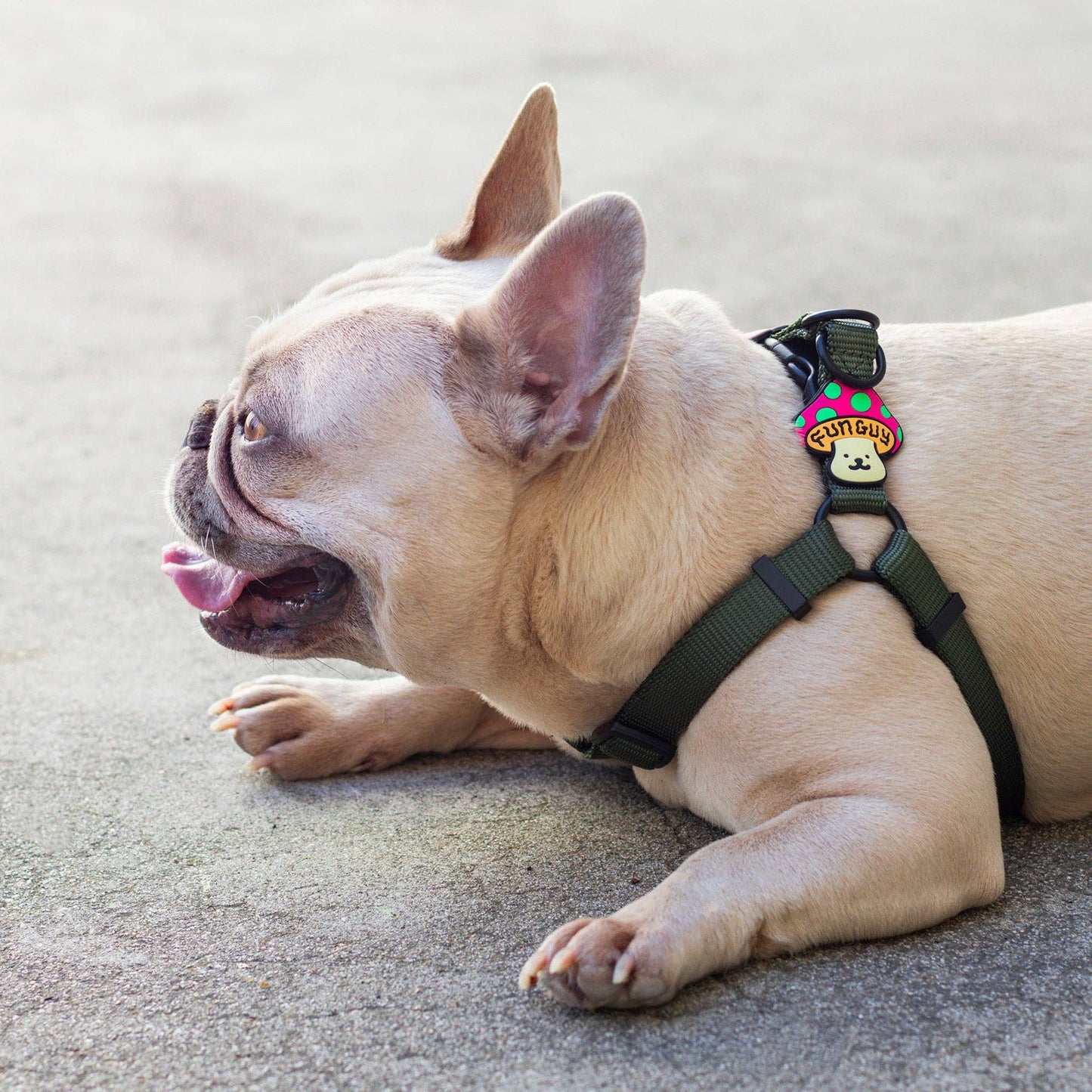 Jiby Dog Crew - Fun Guy Dog Jiby