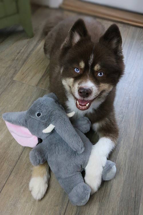 Barker's Bowtique - Dog Star Savanah the Elephant Plush Dog Toy - Small