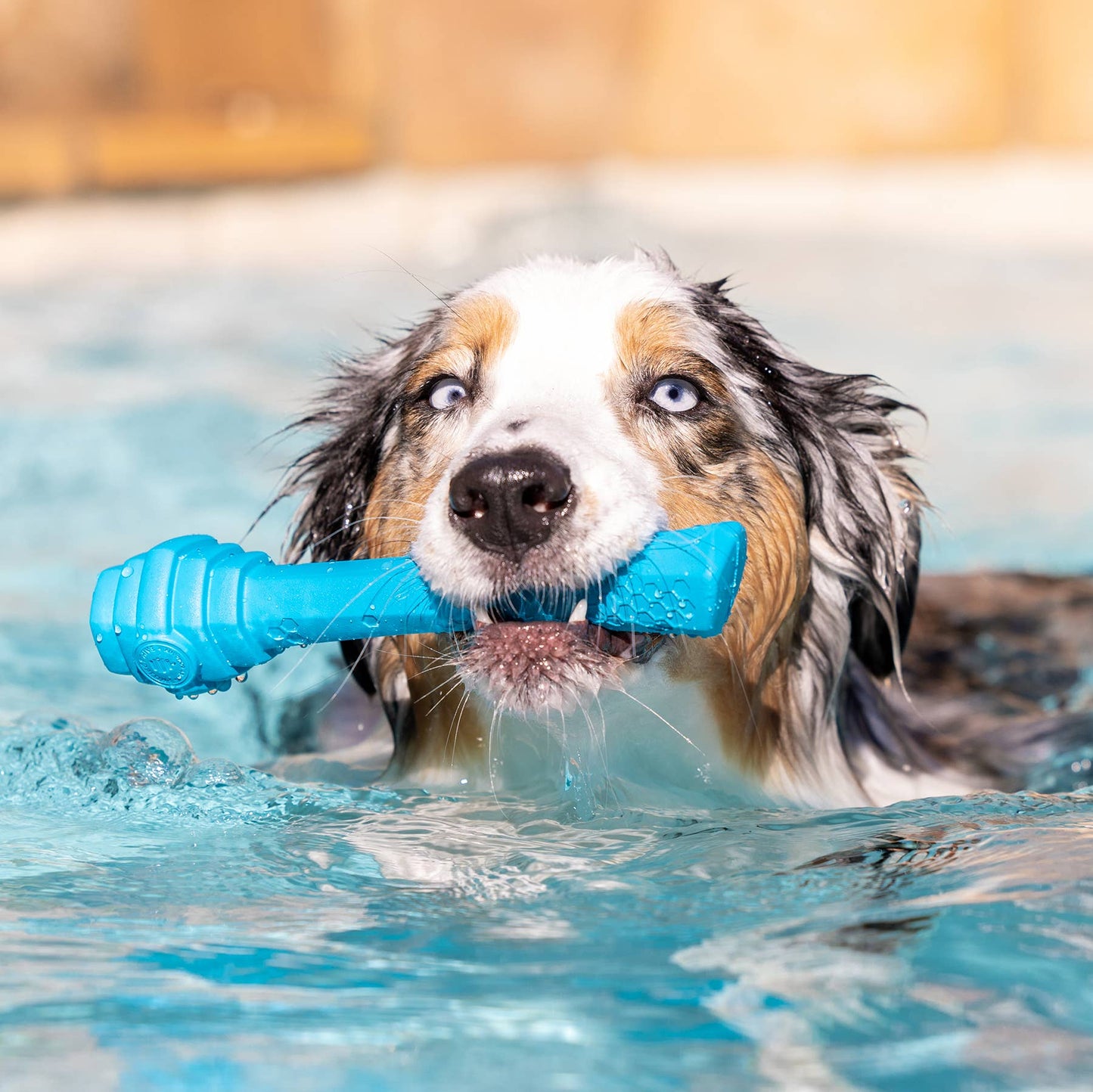 Project Hive Pet Company - Hive Fetch Stick