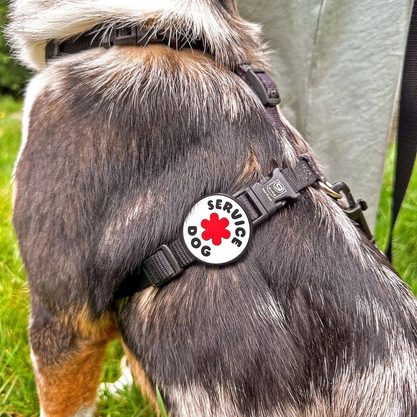 Jiby Dog Crew - Service Dog Jiby