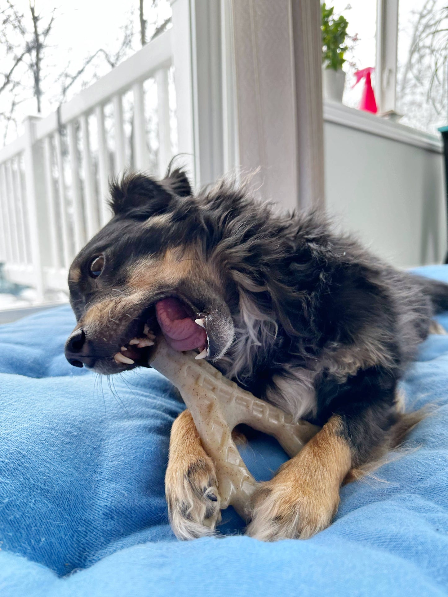 Spunky Pup - Hard Chew Nylon Antlers - Made in the USA - The Antler - Ram - Doot's Pet LLC Collars For A Cause
