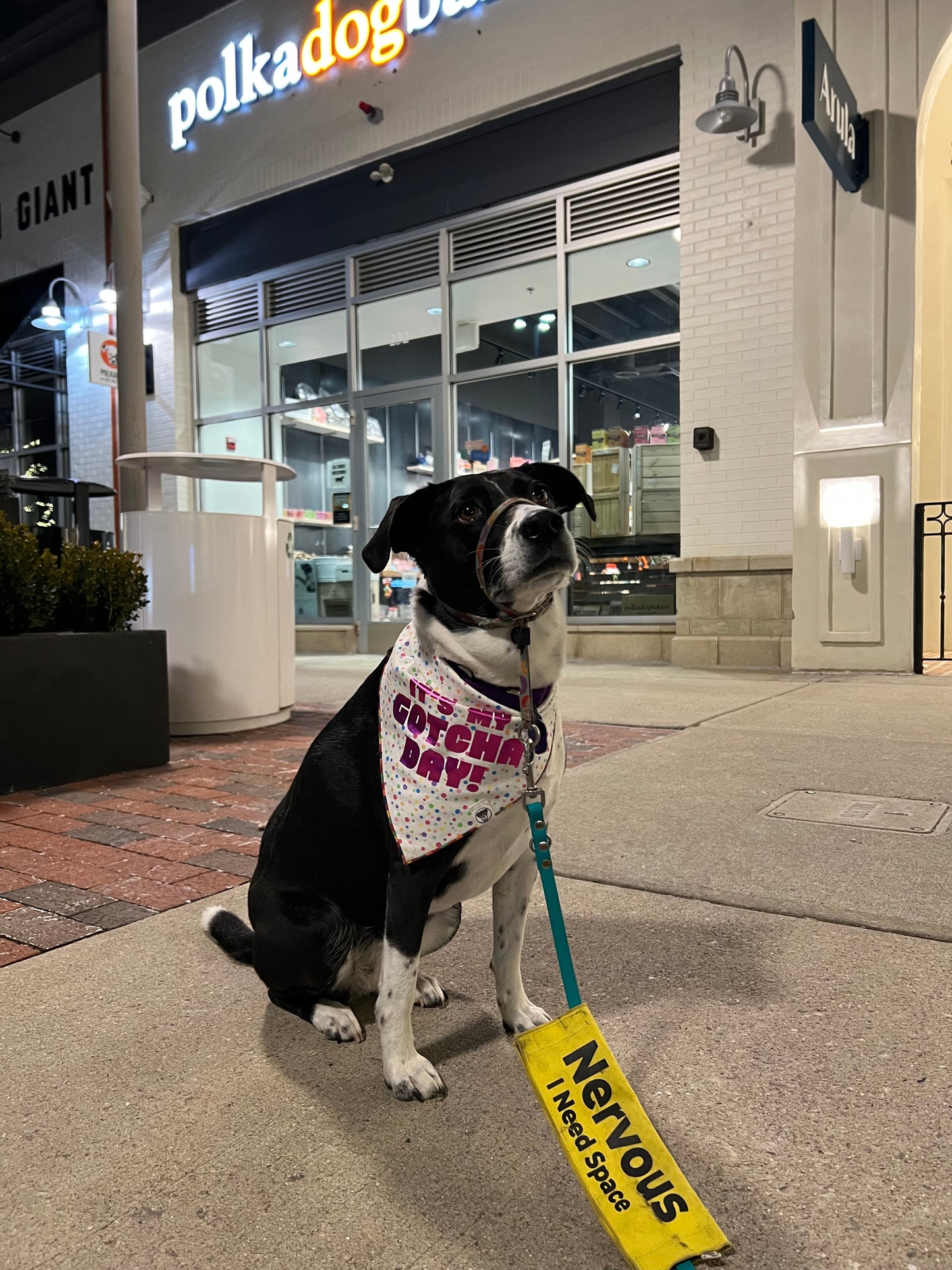 Gotcha Day Bandana