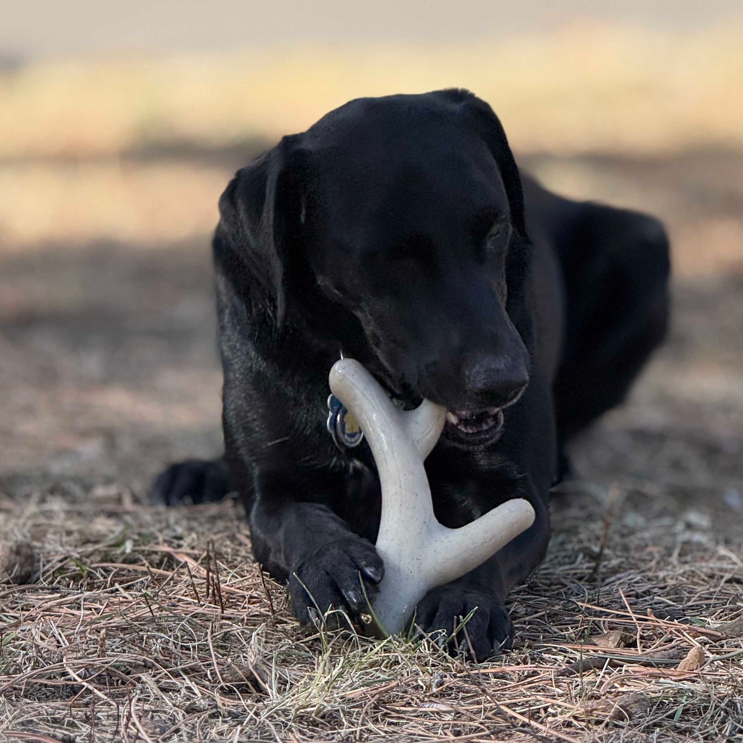 Ever Antler Nylon Chew Bone | Elk Antler Shaped Dog Toy for Aggressive Chewers | SodaPup - Doot's Pet LLC Collars For A Cause