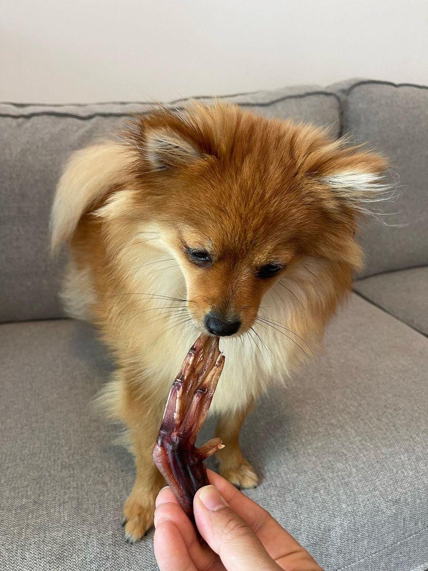 Dehydrated Duck Feet for Dogs & Cats — 100% Pekin Duck | Raw Instincts USA - Doot's Pet LLC Collars For A Cause