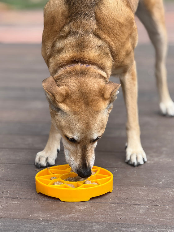 Sunflower eTray Shallow Slow Feeder Dog Bowl for Enrichment | USA Made - Doot's Pet LLC Collars For A Cause