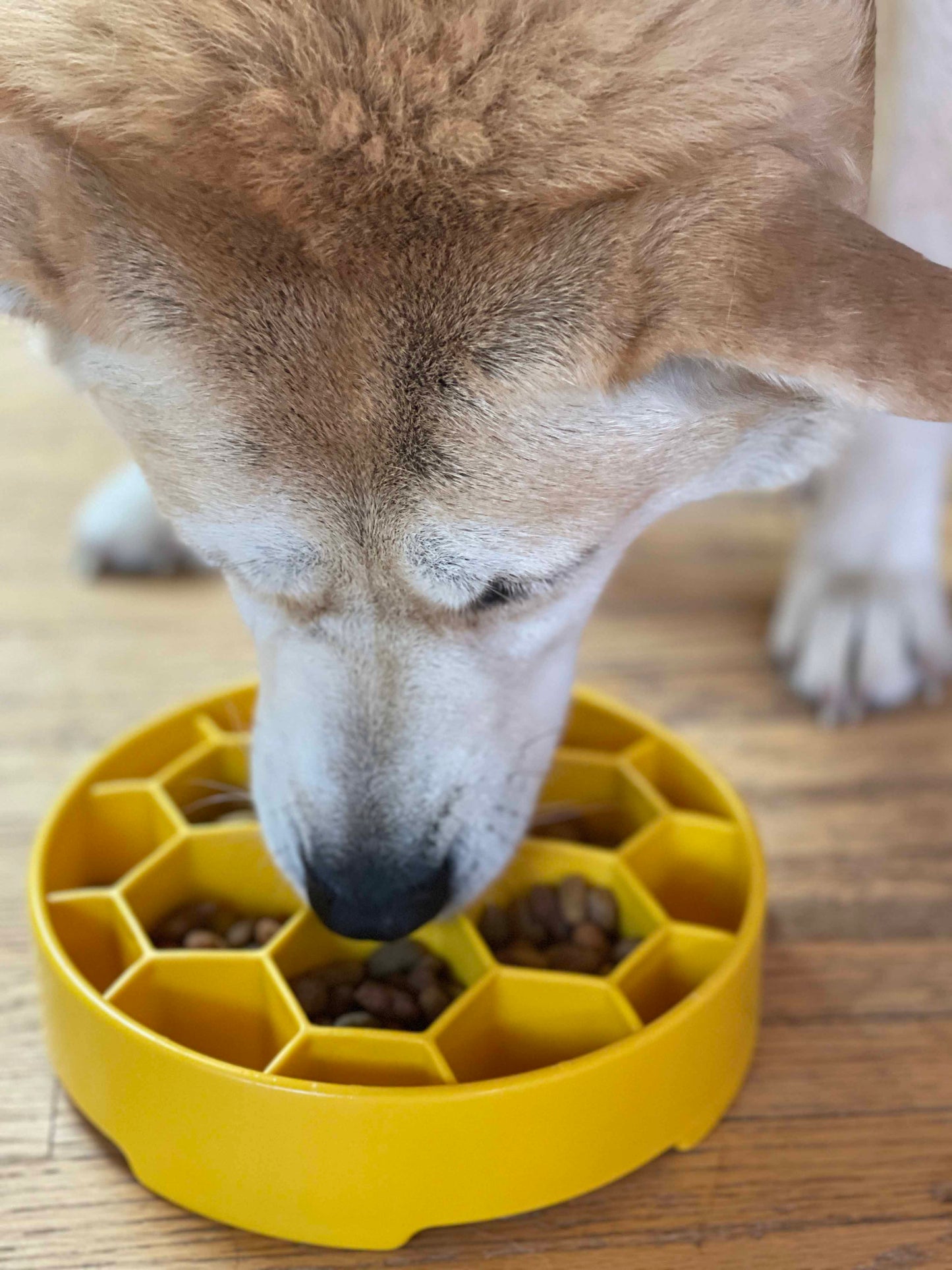 Honeycomb eBowl Deep Slow Feeder Dog Bowl for Enrichment | USA Made - Doot's Pet LLC Collars For A Cause