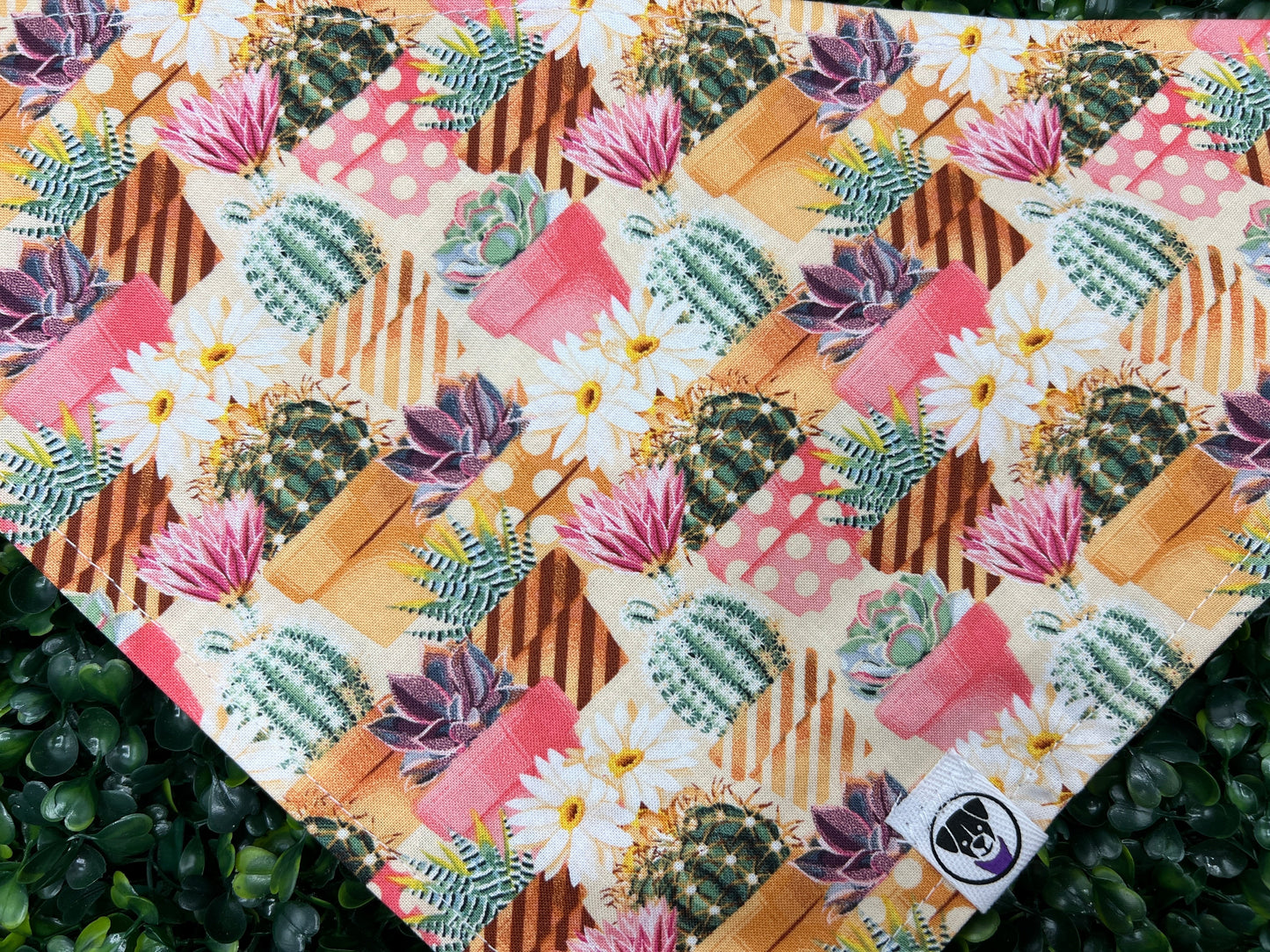 Spring Time Dog Banana Succulents and Cacti