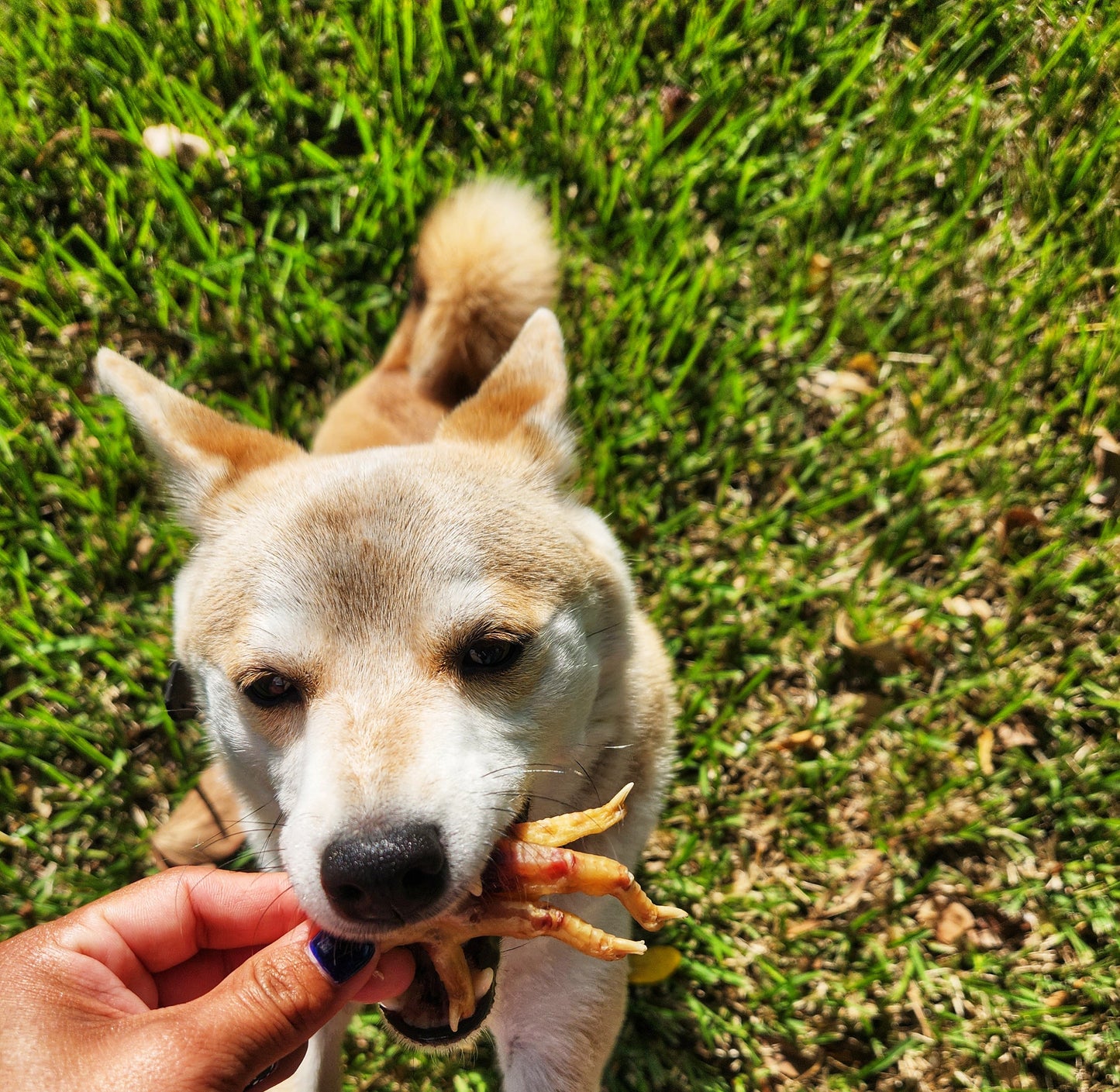 Dehydrated Chicken Feet – 5ct | Raw Instincts | Natural Chew for Cats & Dogs - Doot's Pet LLC Collars For A Cause