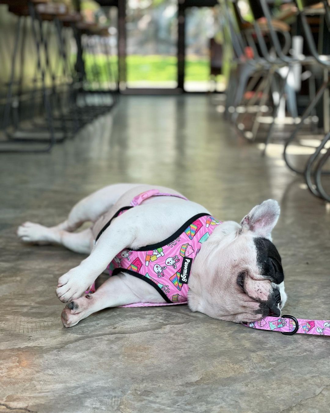 Slumber Pawty Leash Kit - Doot's Pet LLC Collars For A Cause