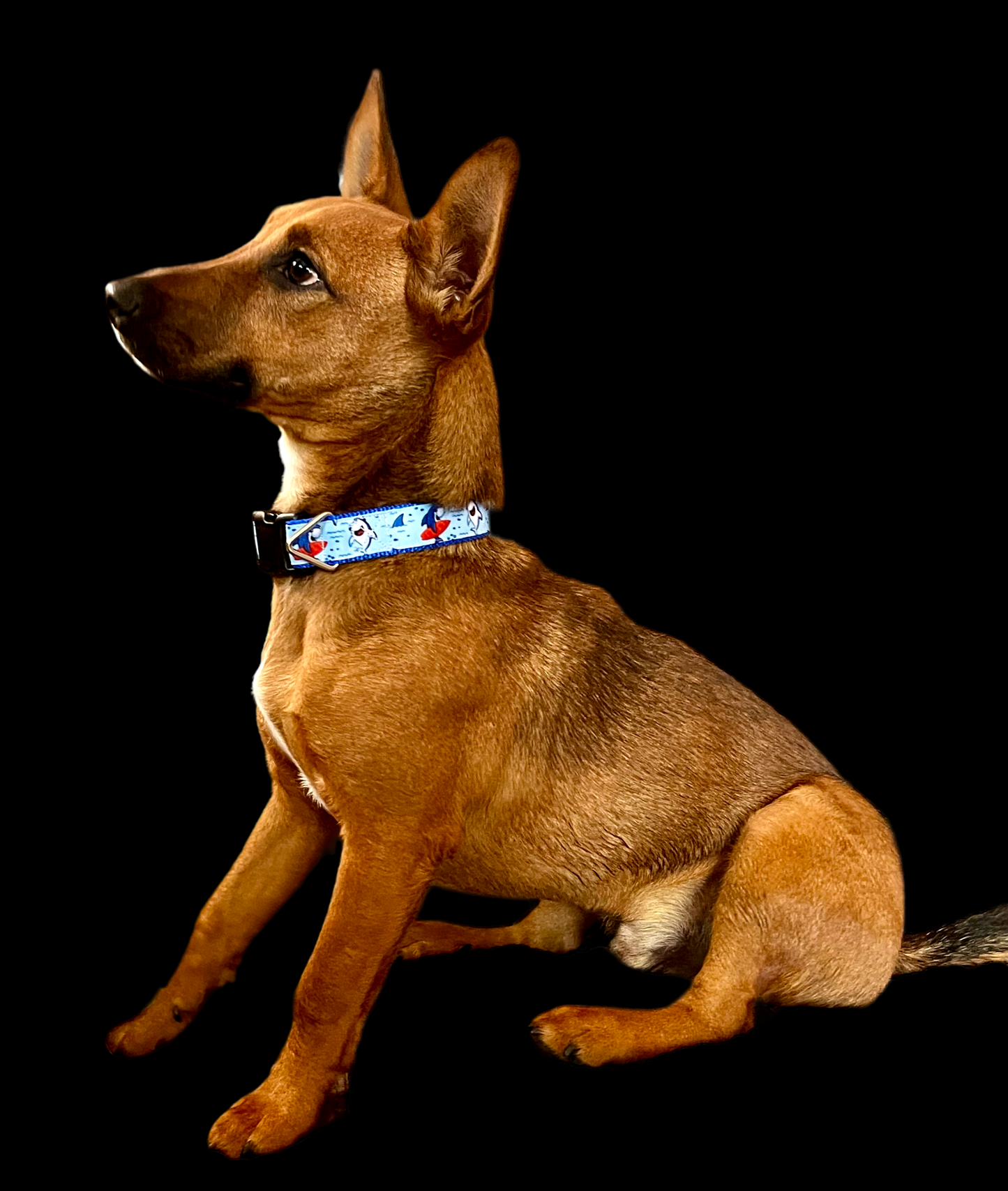 Surfer Sharks Black Nylon Dog Collar MD, LG, XL, Leash - Doot's Pet LLC Collars For A Cause