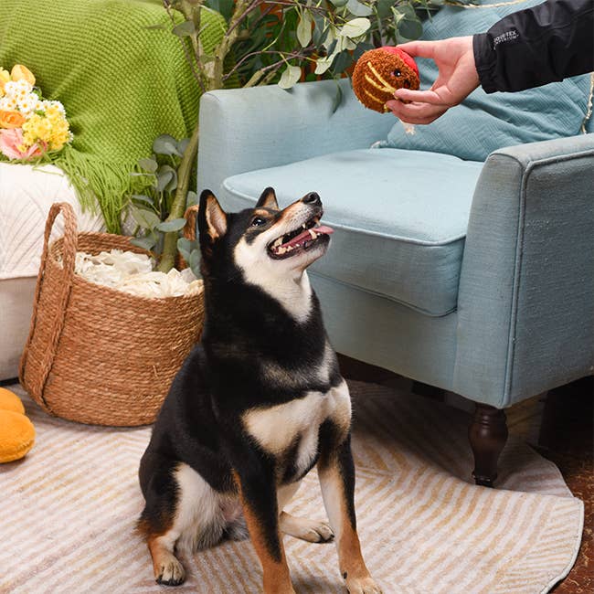 Hugsmart Products Inc - HugSmart Pet - Food Party | Spaghetti Meatball - Ball Toy