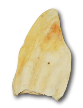 Healthy Dog Chews - Cow Ears Large - Limited Availabilty (CE0101N) - Single