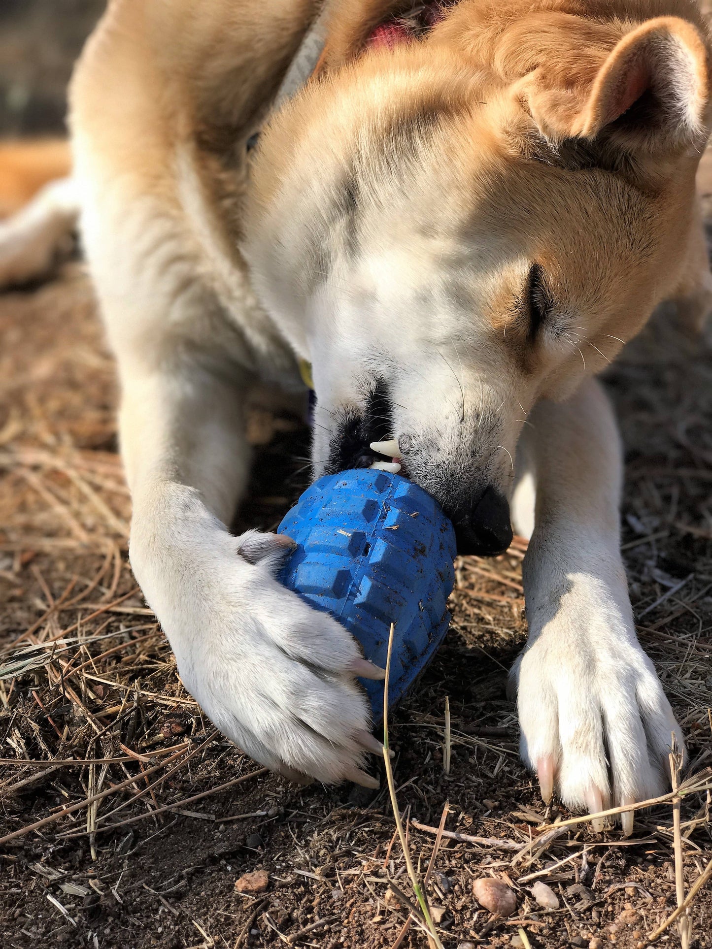 SodaPup - USA-K9 Grenade - Chew Toy - Treat Dispenser - Blue - Blue / Medium