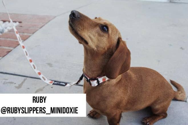 Mina + Pup - Drive-In Diner Comfort Leash
