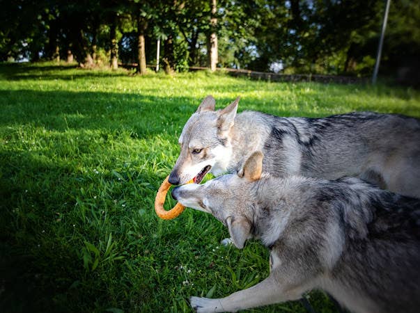 Spunky Pup - Gnaw Guard Foam Toys - Large Ring - Doot's Pet LLC Collars For A Cause