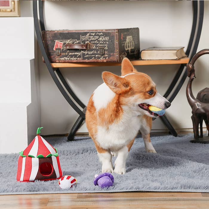 Hugsmart Products Inc - HugSmart Pet - Happy Circus | Circus - Interactive Toy