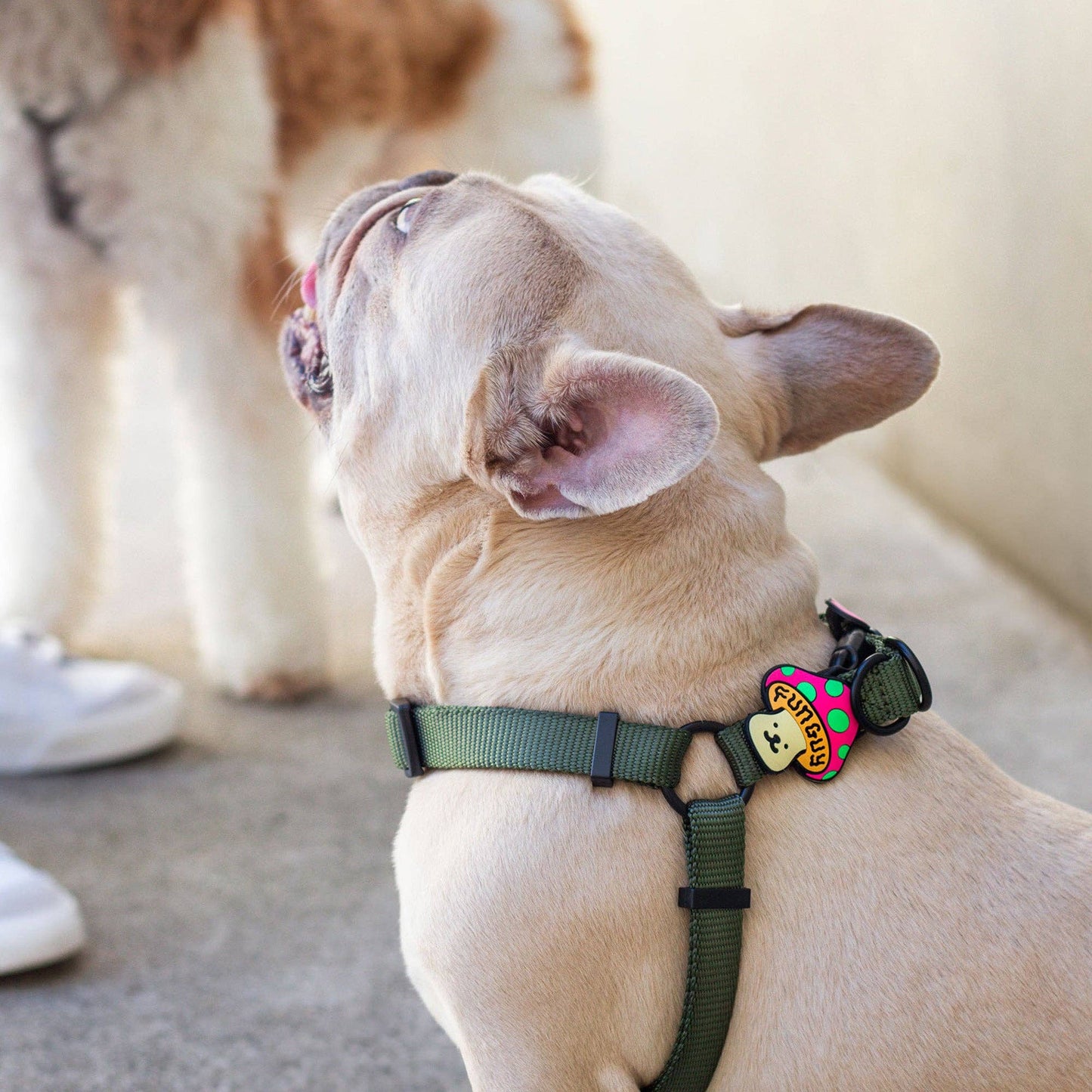 Jiby Dog Crew - Fun Guy Dog Jiby