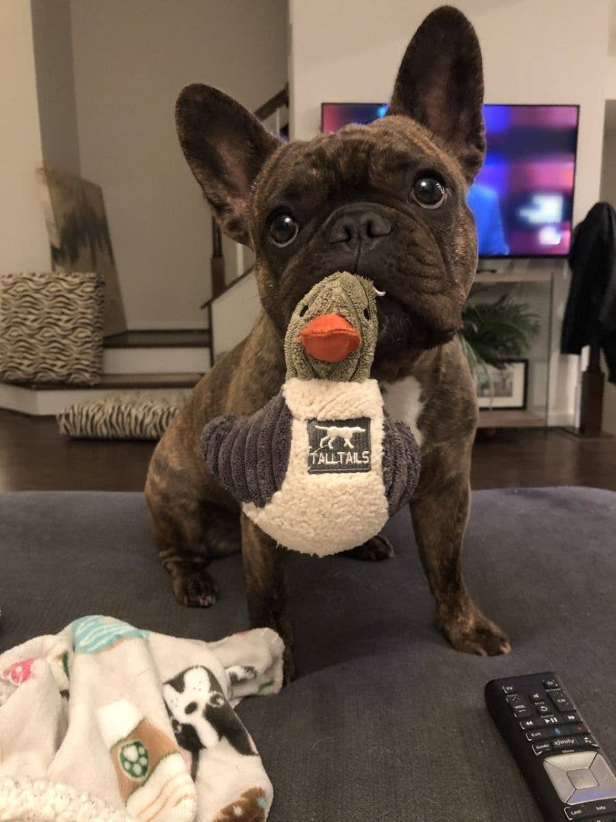 Tall Tails - Tall Tails Plush Duckling Squeaker Toy - 5"