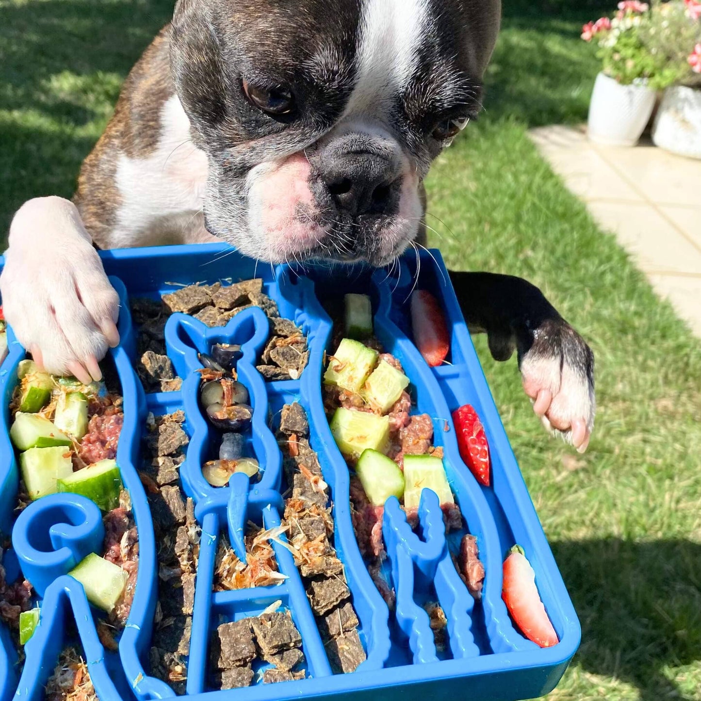 SodaPup - Waiting Dogs Design eTray Enrichment Tray for Dogs
