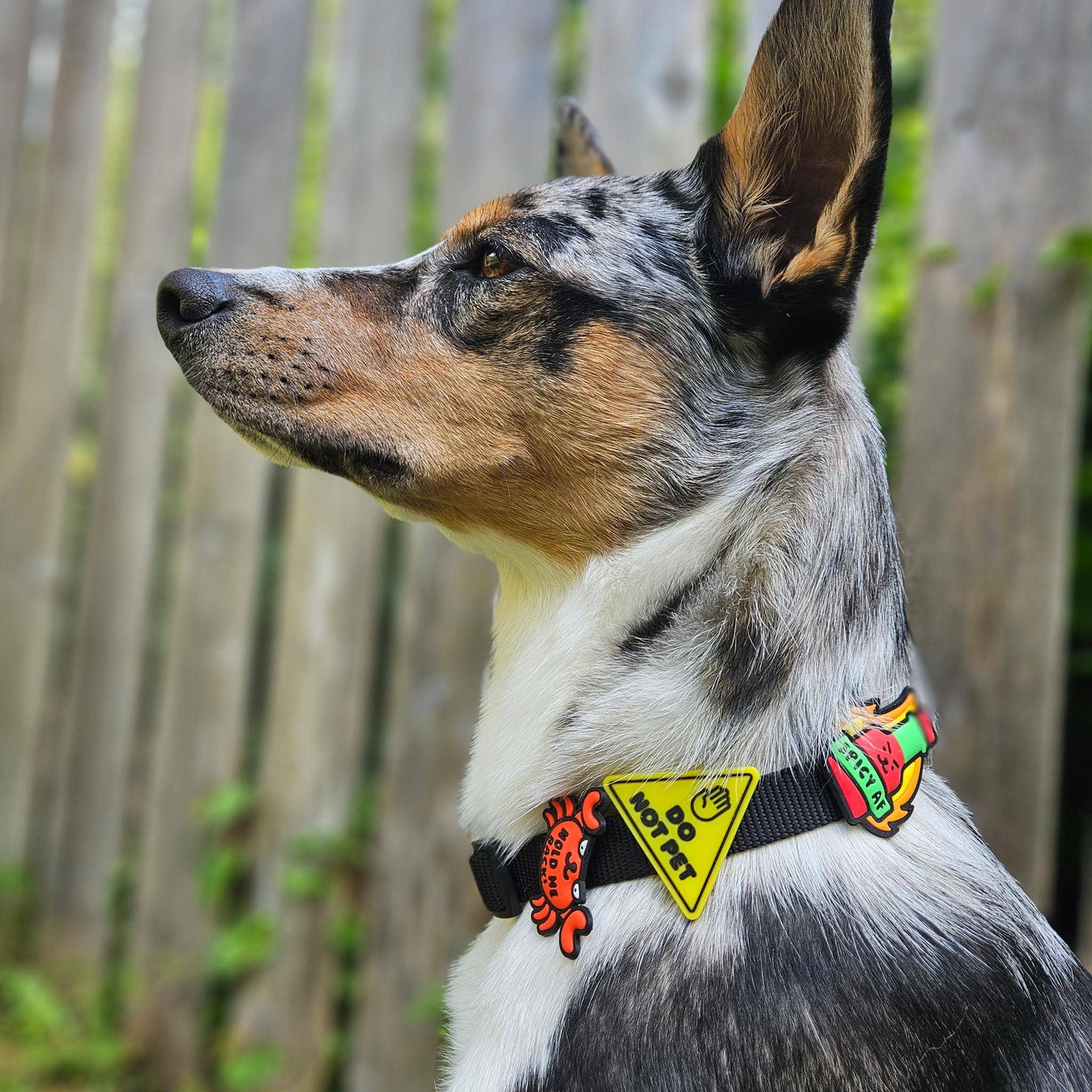 Jiby Dog Crew - Do Not Pet Dog Jiby