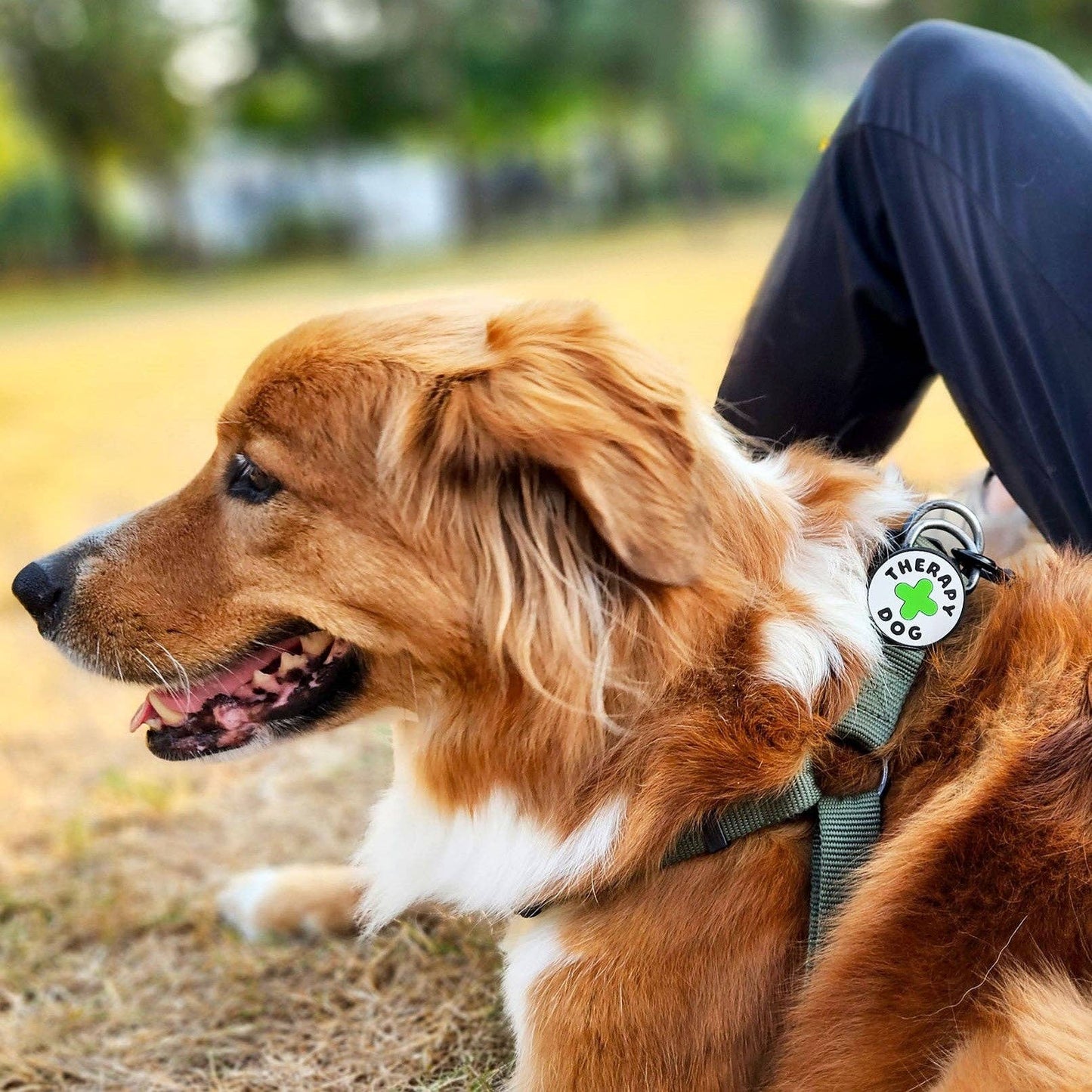 Jiby Dog Crew - Therapy Dog Jiby