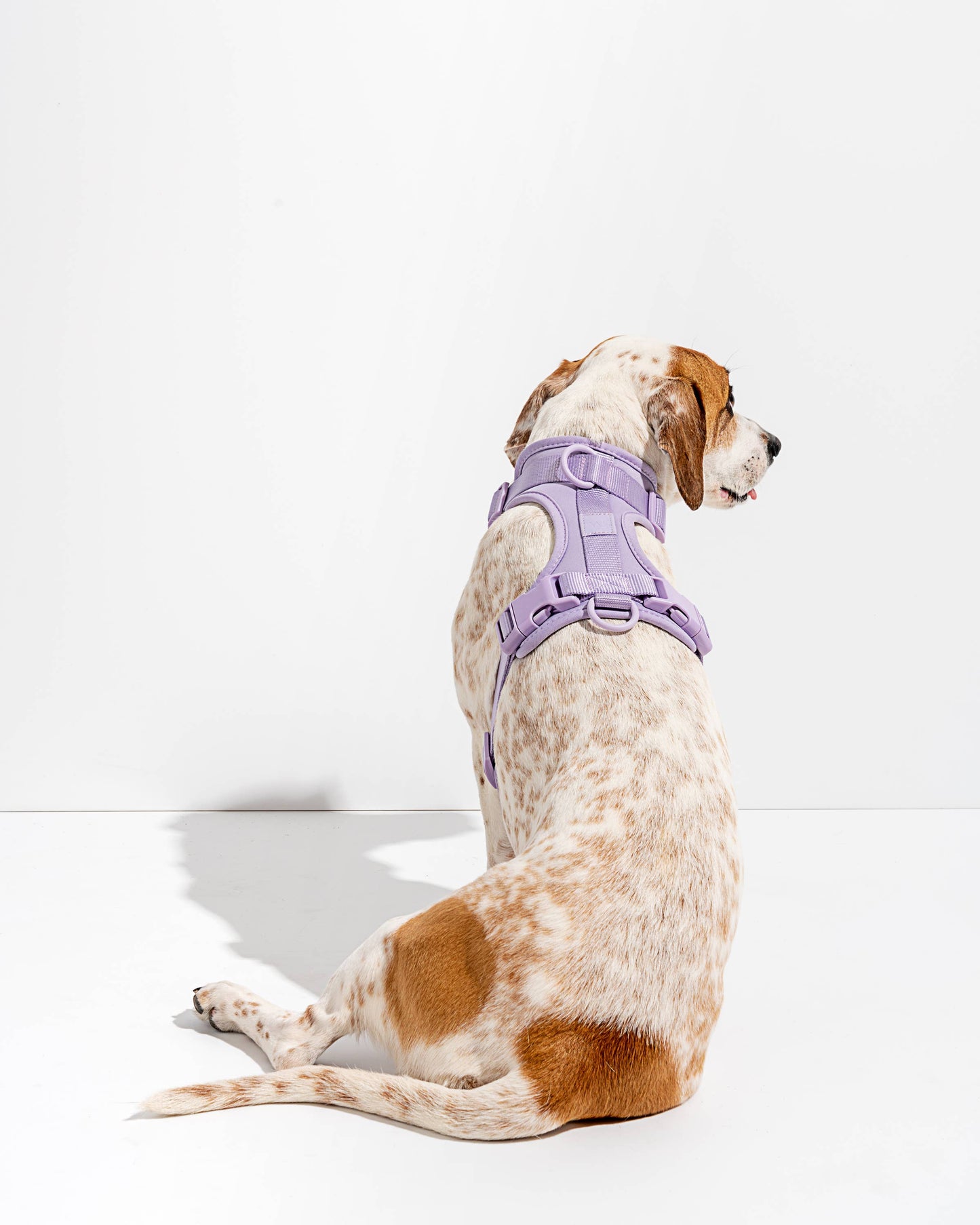 Wild One - Adjustable Comfort Dog Harness - Blush / LARGE