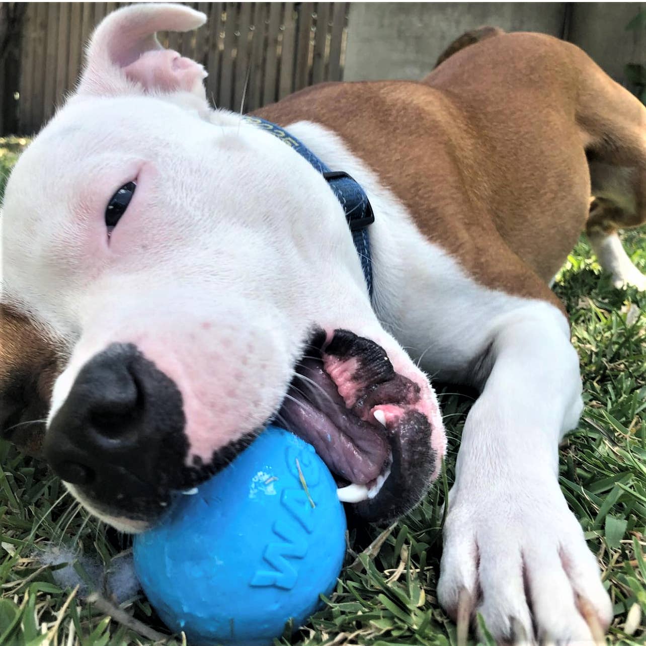 SodaPup - Wag Ball Durable Synthetic Rubber Chew & Retrieving Toy