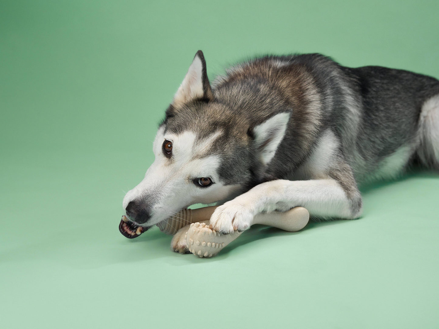 BetterBone Natural Dog Chews - BetterBone MEDIUM - Natural, No Nylon, Softer Than Nylon ECO - Beef / Large (dogs over 25 lbs)
